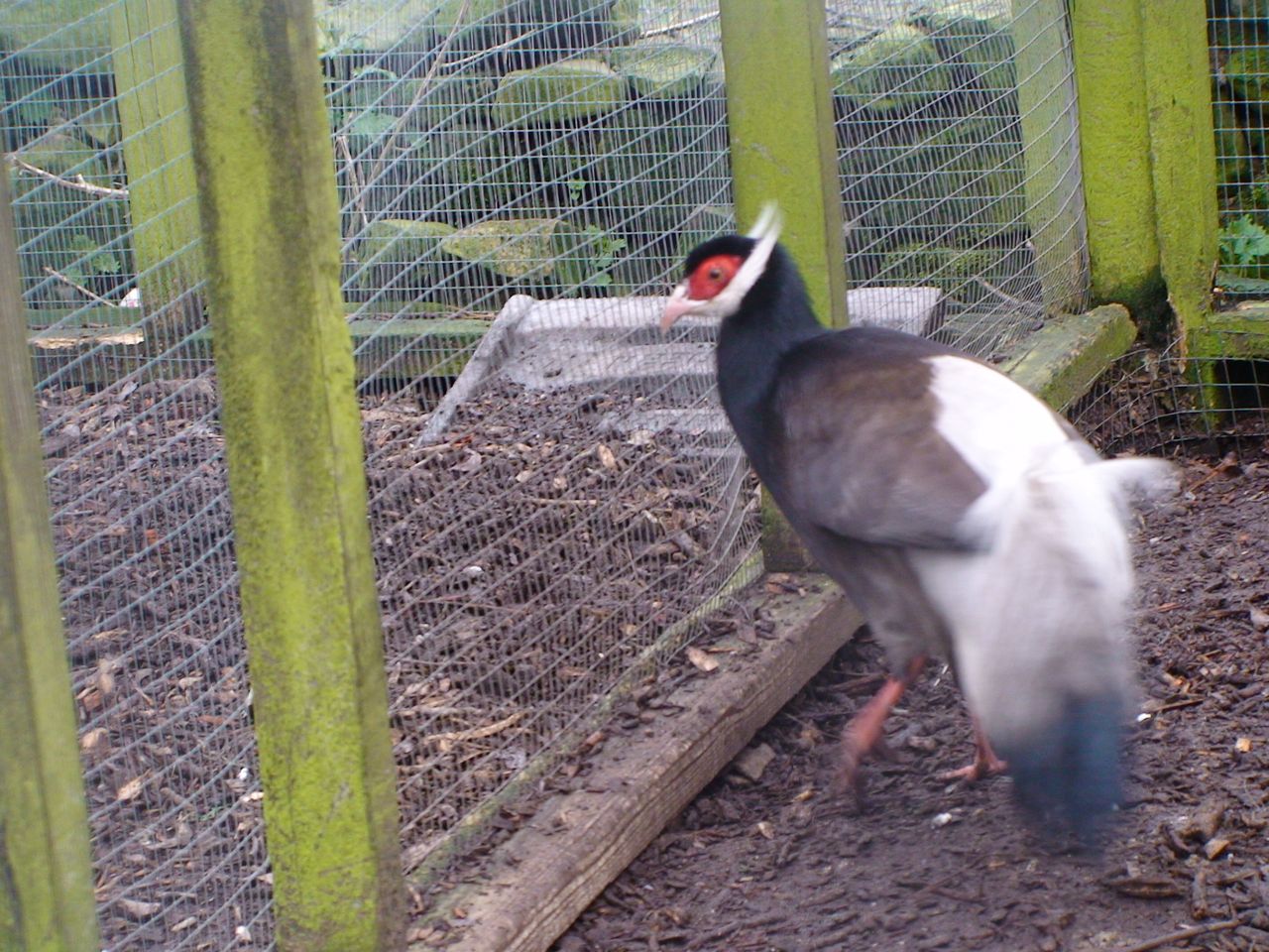 Brown Eared Pheasant