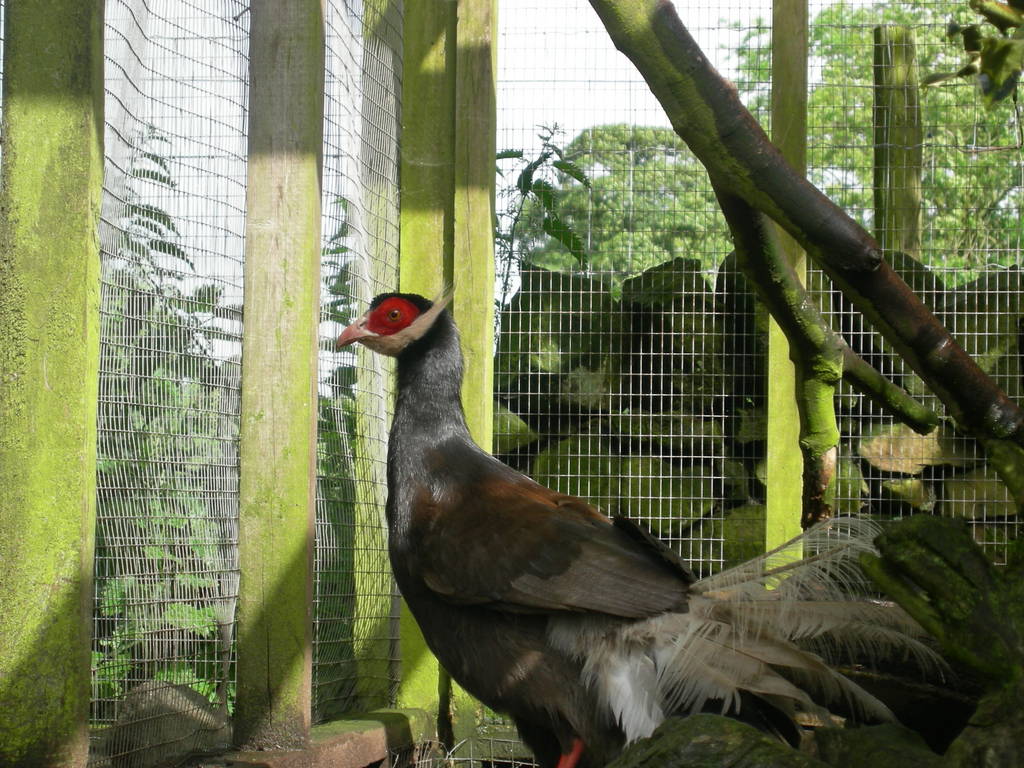 Brown eared pheasant