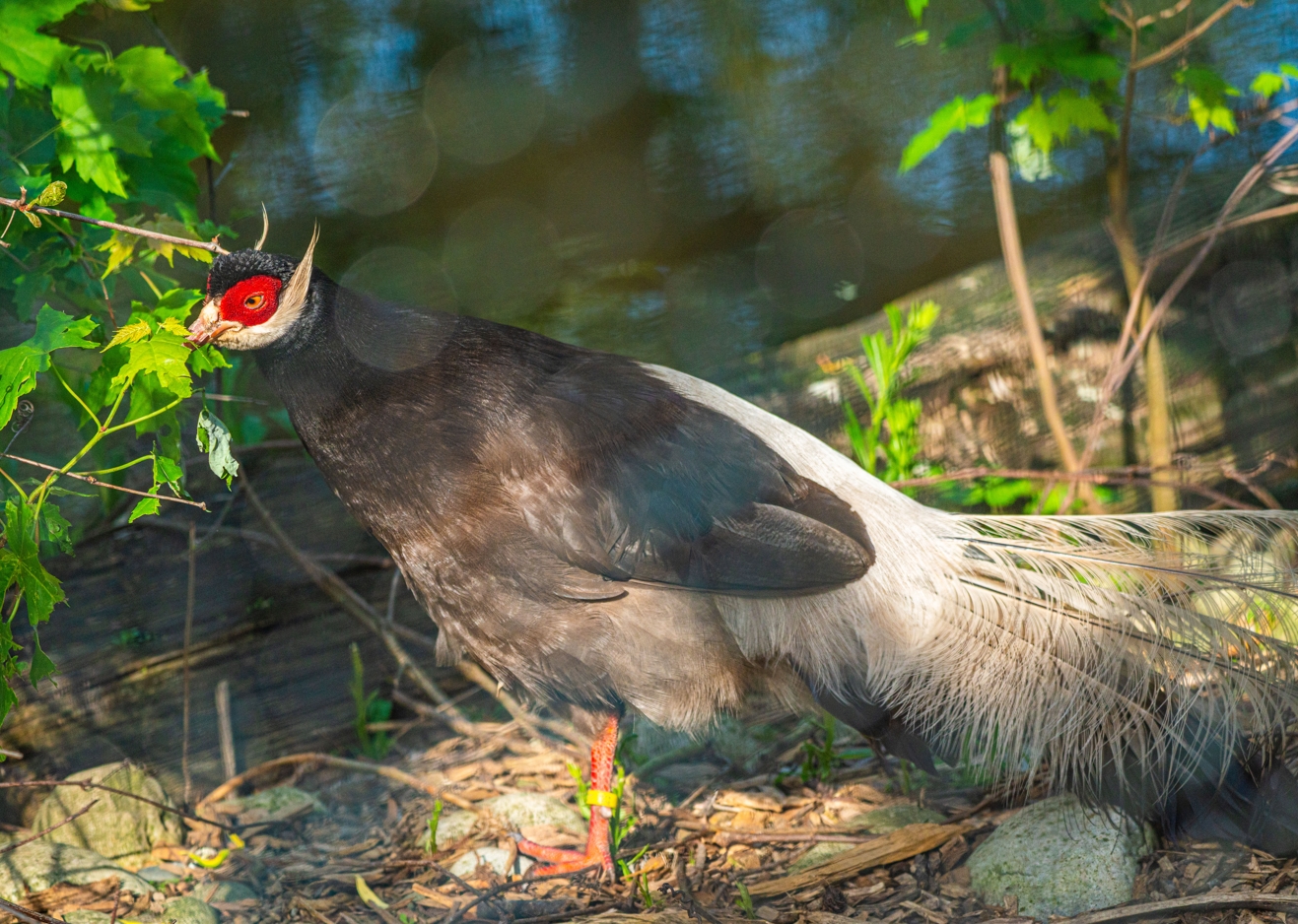 Brown Eared Pheasant