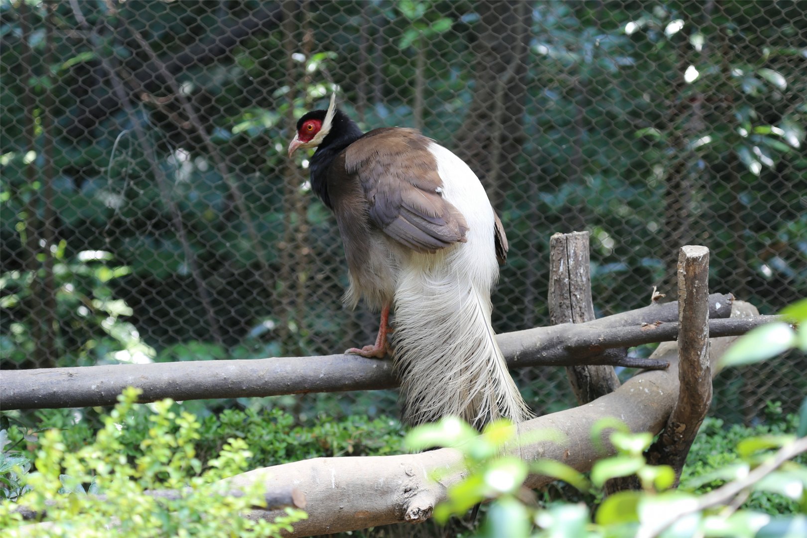 Brown Eared-pheasant