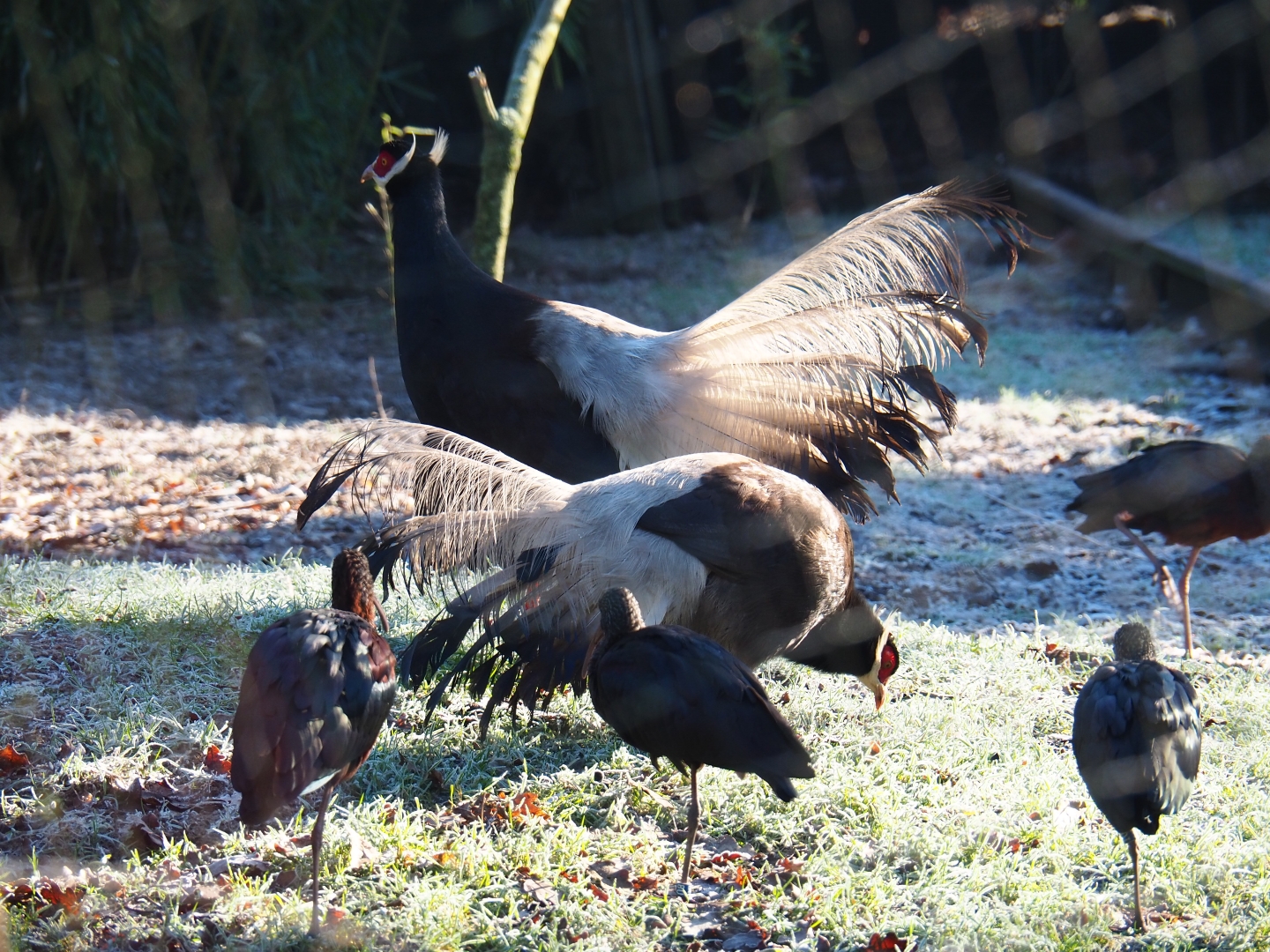 Brown eared pheasants (Crossoptilon mantchuricum) and Glossy ibis (Plegadis falcinellus), Jan 20th, 2019