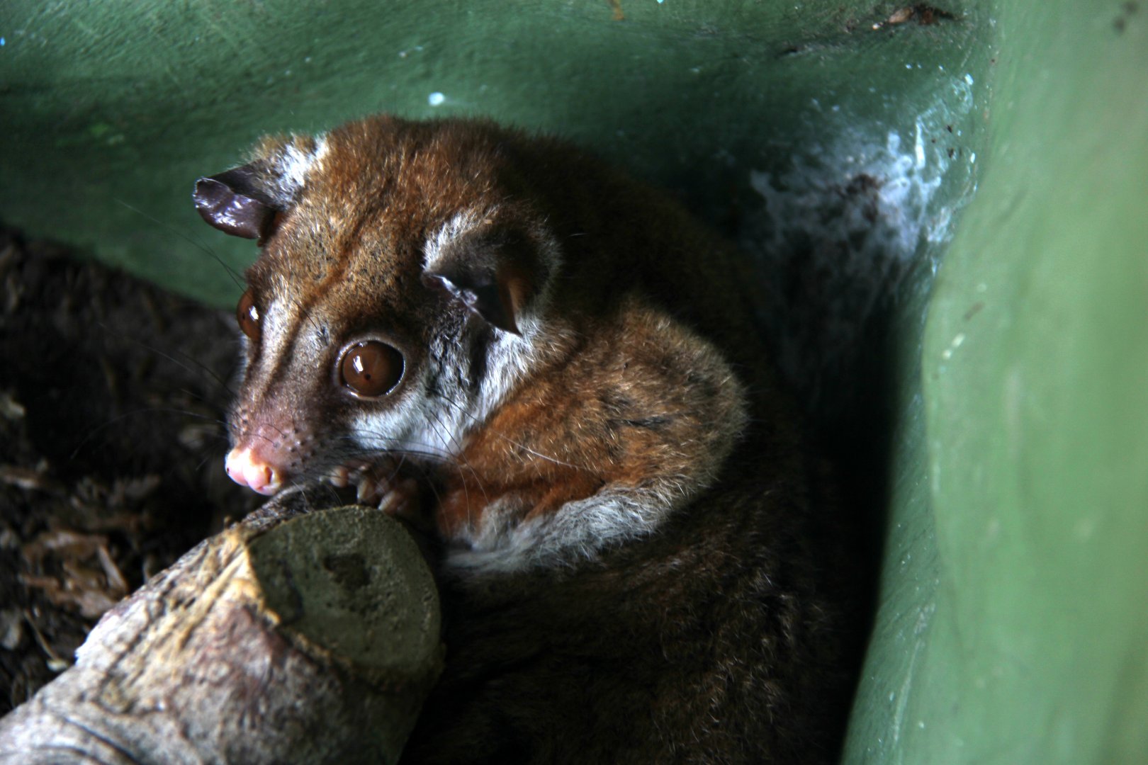 brown-eared woolly opossum (Caluromys lanatus)
