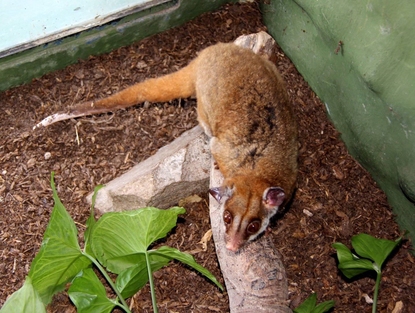 brown-eared woolly opossum (Caluromys lanatus)
