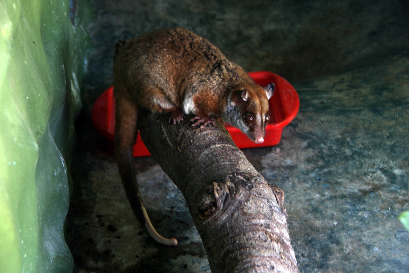brown-eared woolly opossum (Caluromys lanatus)