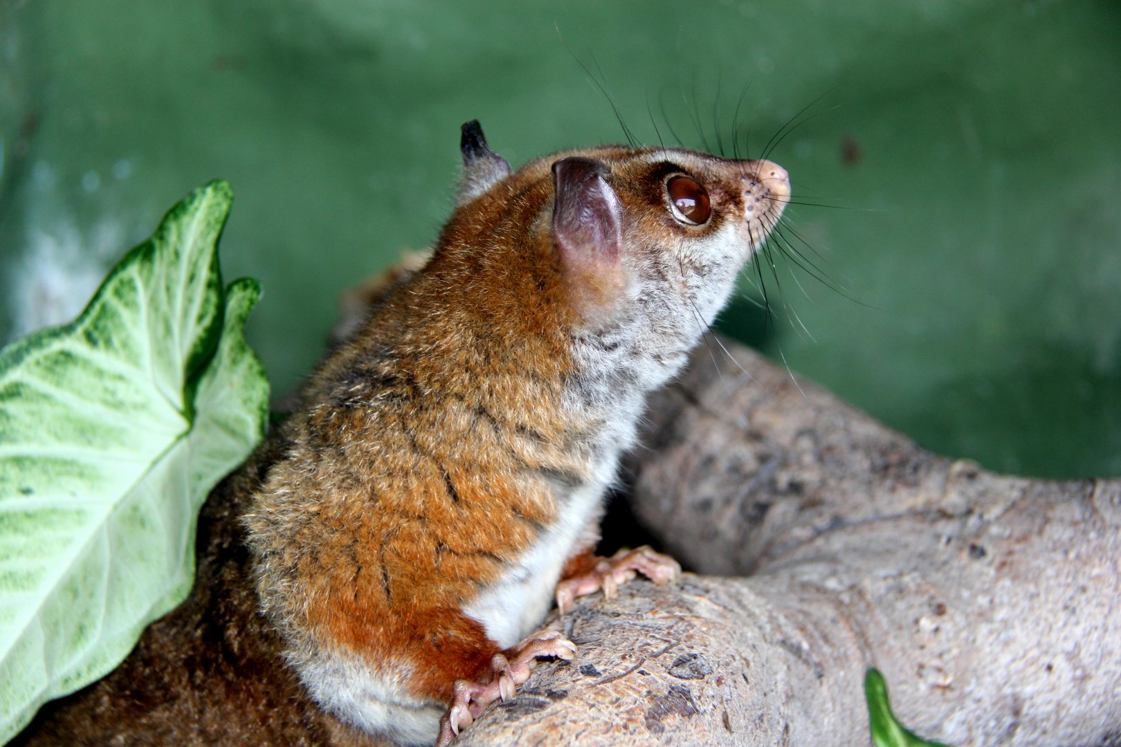 brown-eared woolly opossum (Caluromys lanatus)