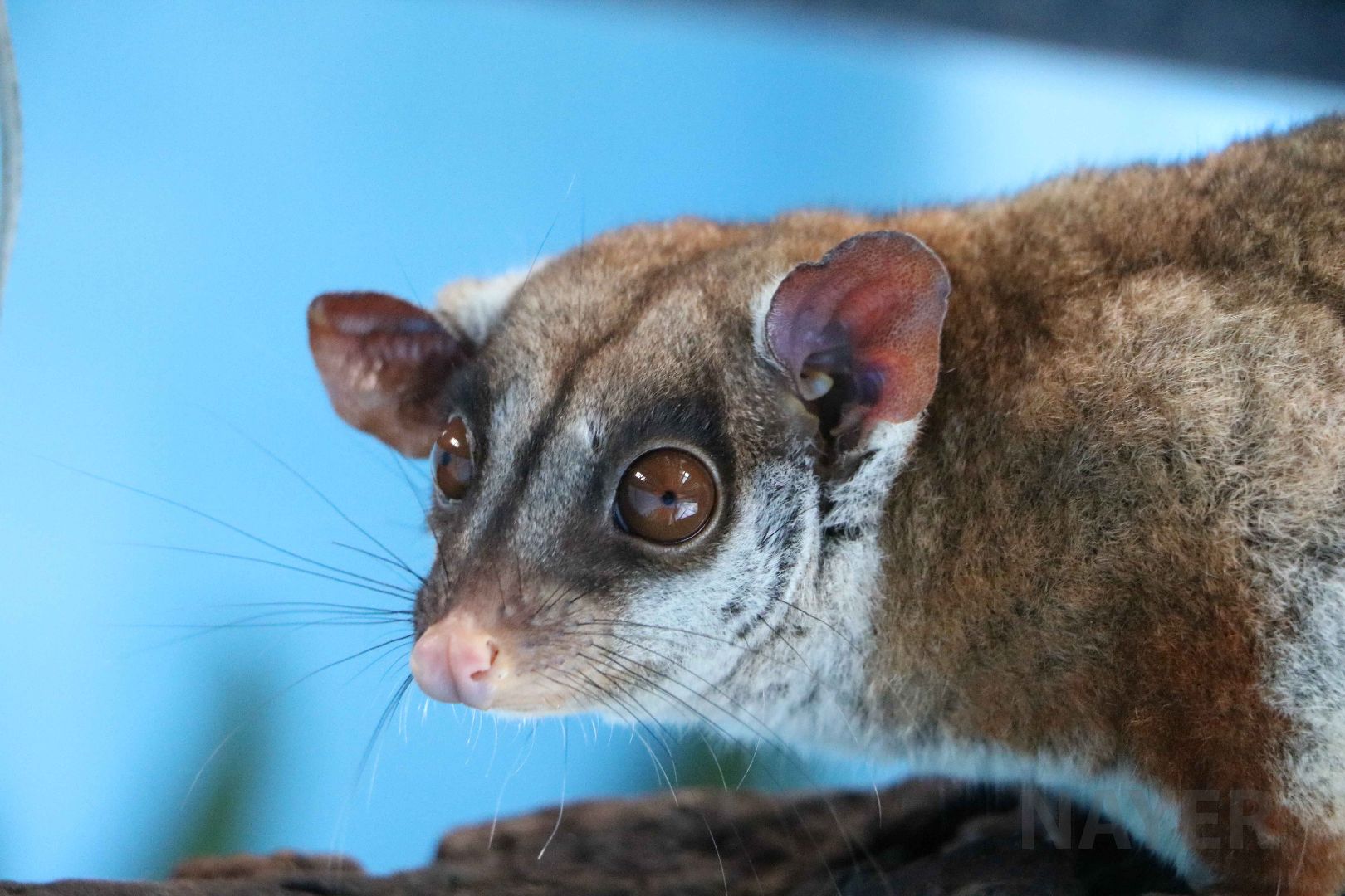 Brown-eared woolly opossum, May 2016