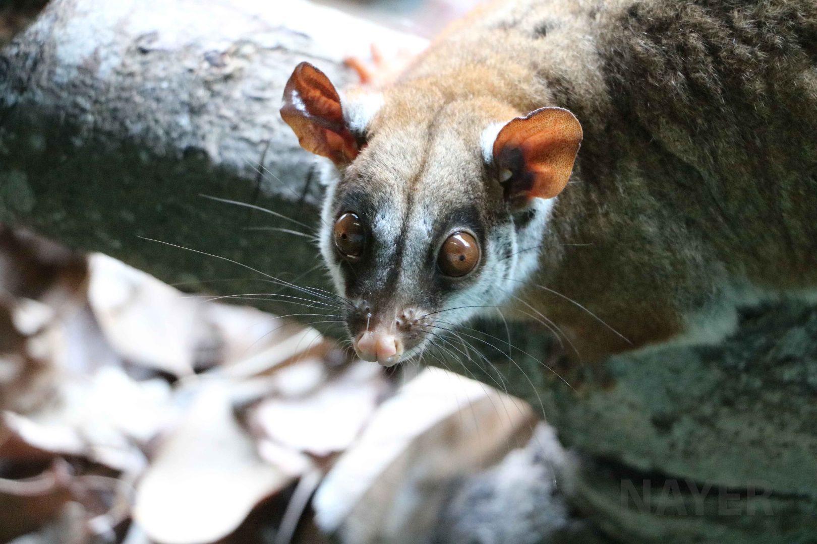 Brown-eared woolly opossum, May 2016