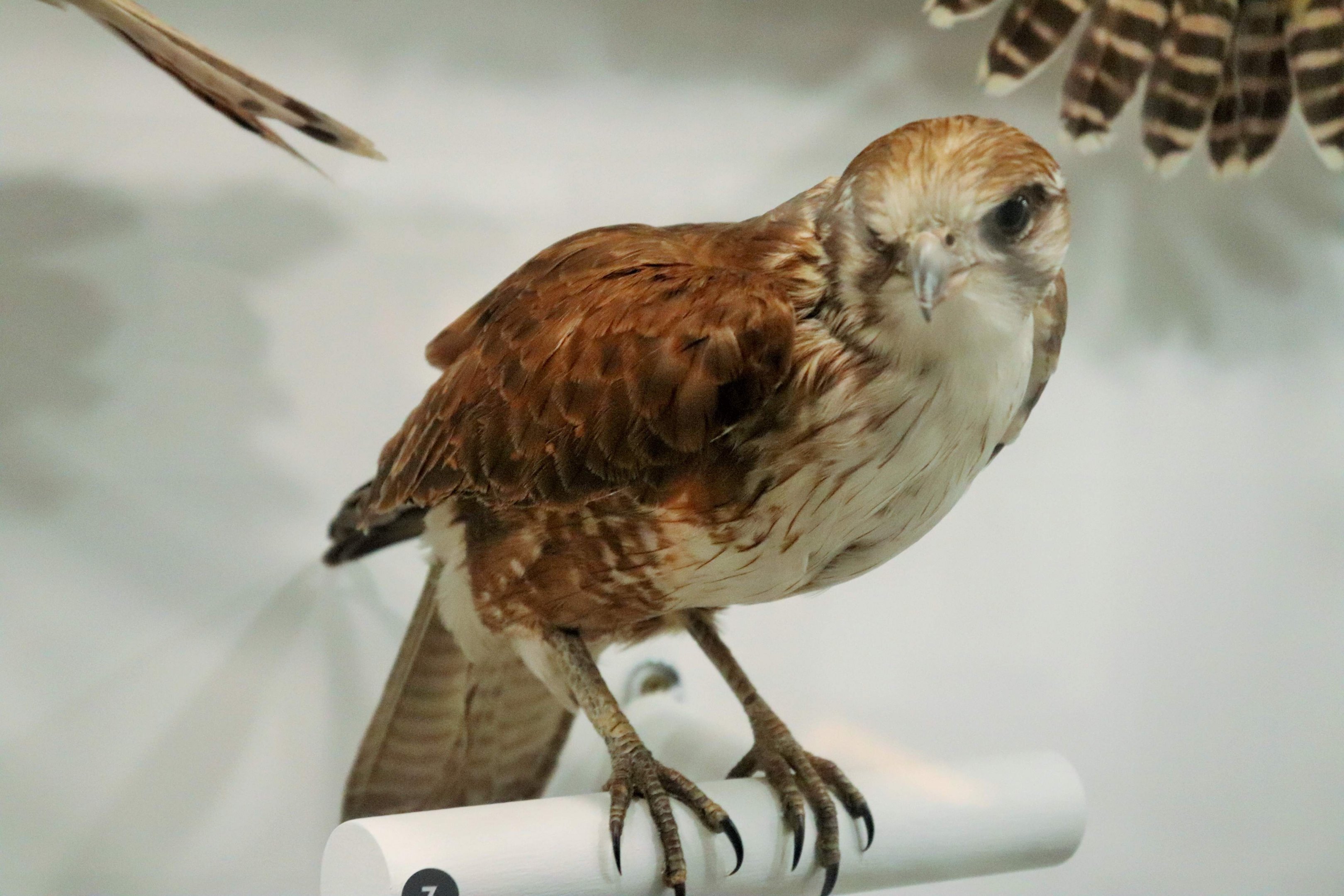 Brown Falcon (Falco berigora)