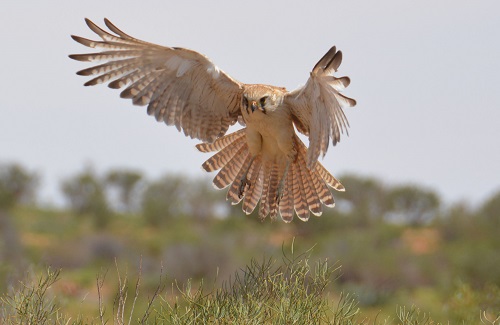 Brown falcon hovering 1.