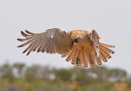 Brown falcon hovering. 2