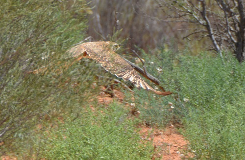 Brown falcon hunting 1