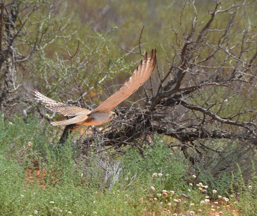 Brown falcon hunting 2.
