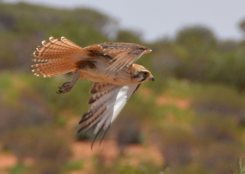 Brown falcon hunting.