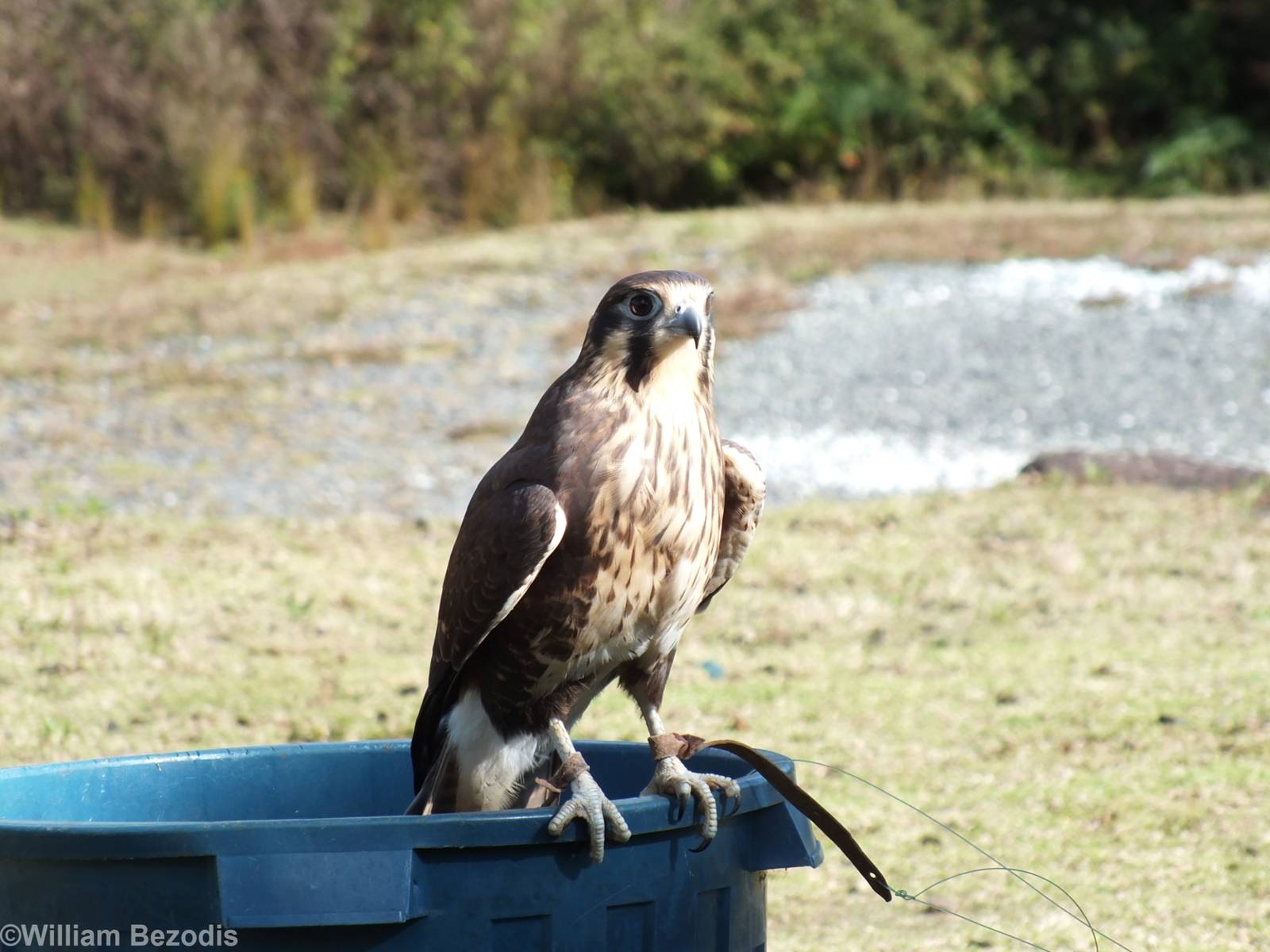 Brown Falcon - O'Reilly's Rainforest Retreat Bird-of-prey Show