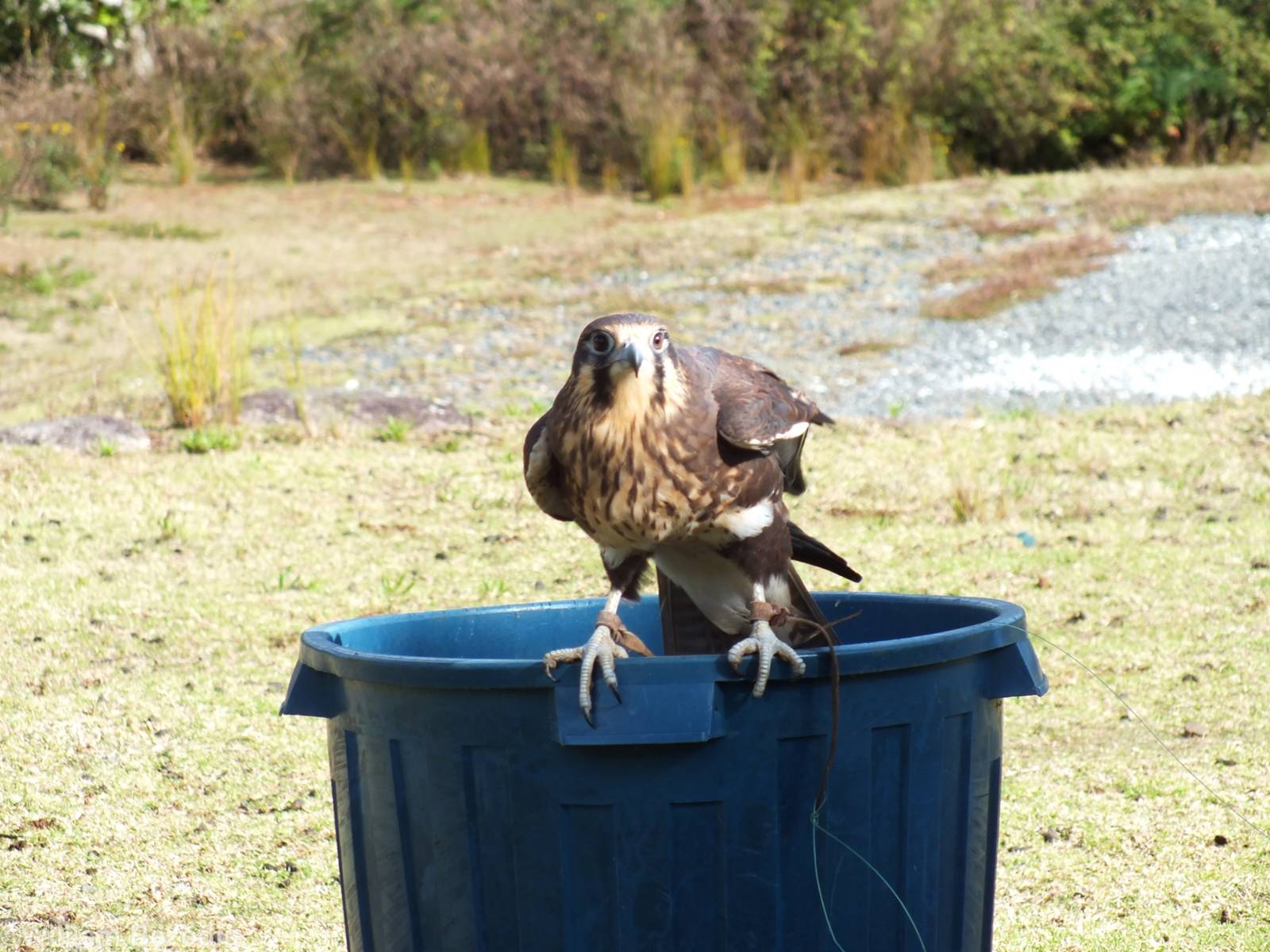 Brown Falcon - O'Reilly's Rainforest Retreat Bird-of-prey Show