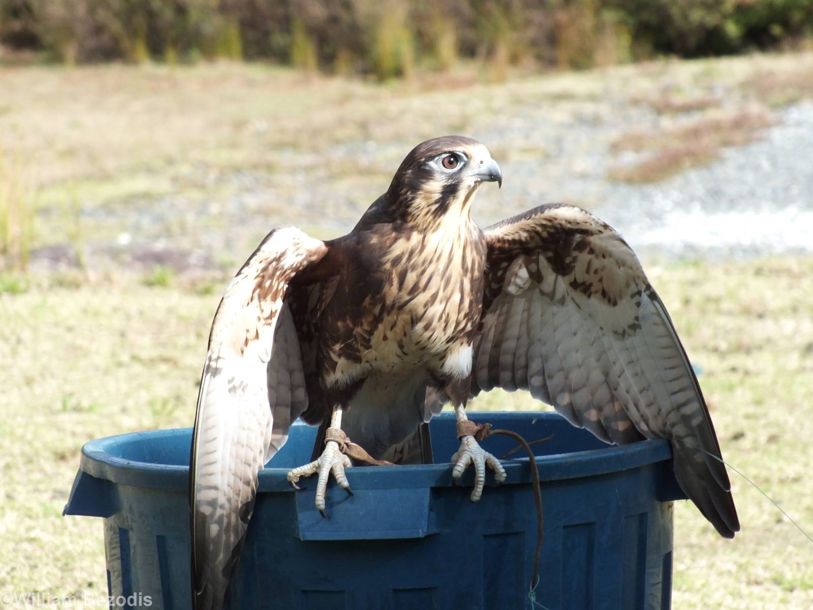 Brown Falcon - O'Reilly's Rainforest Retreat Bird-of-prey Show