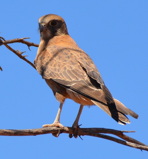 Brown falcon.