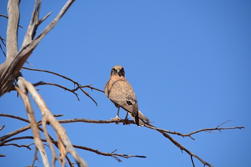 Brown falcon