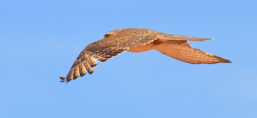 Brown falcon.