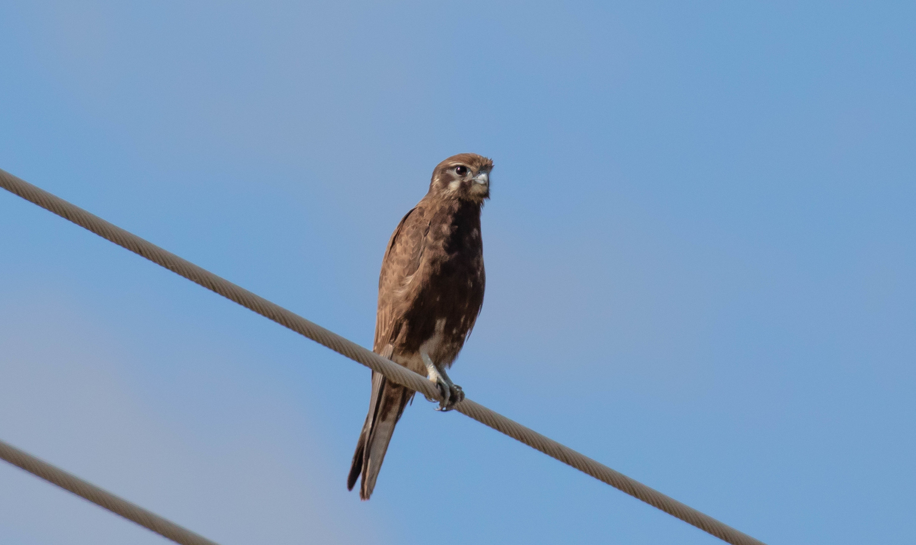 Brown Falcon