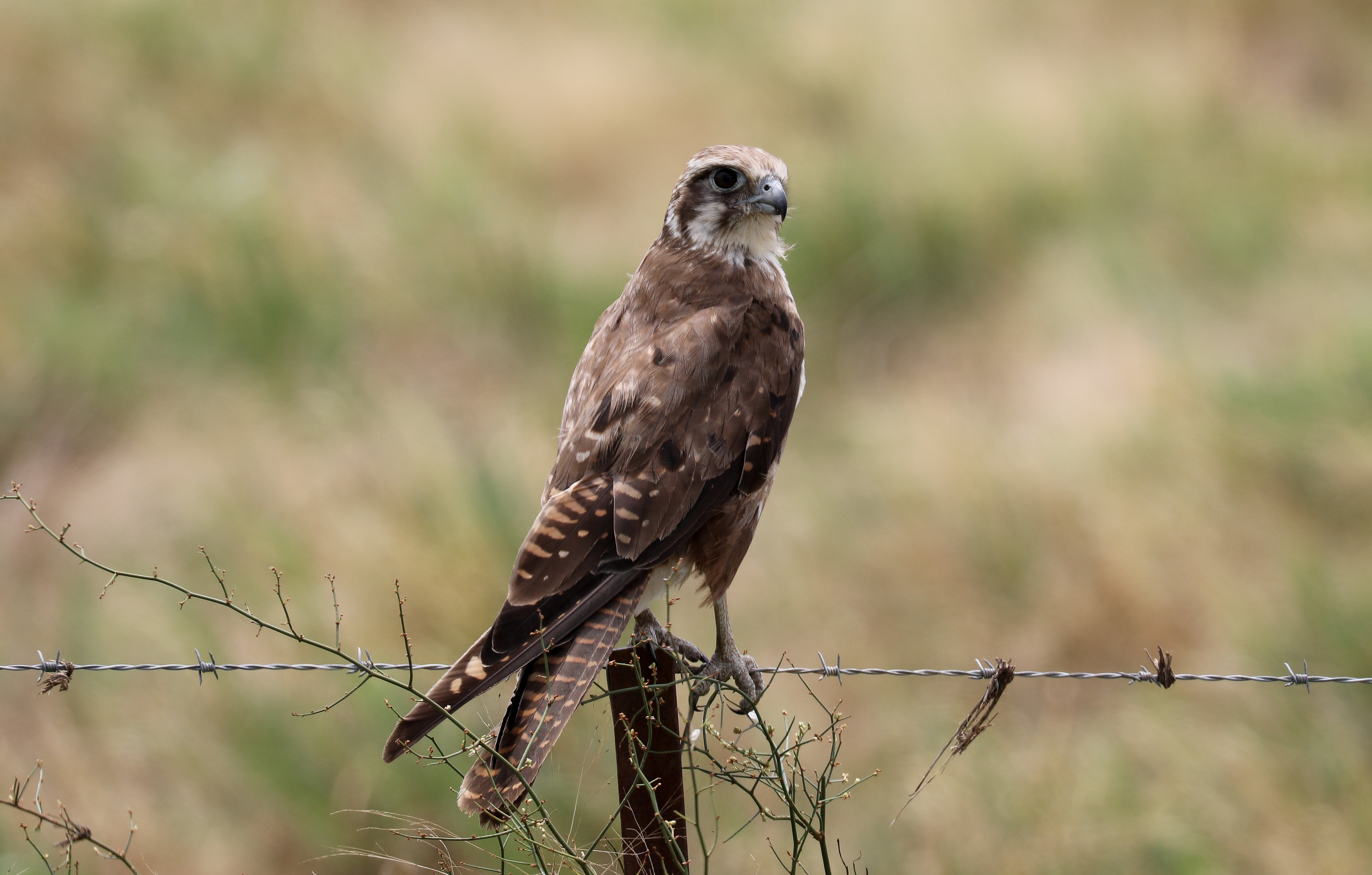 Brown Falcon