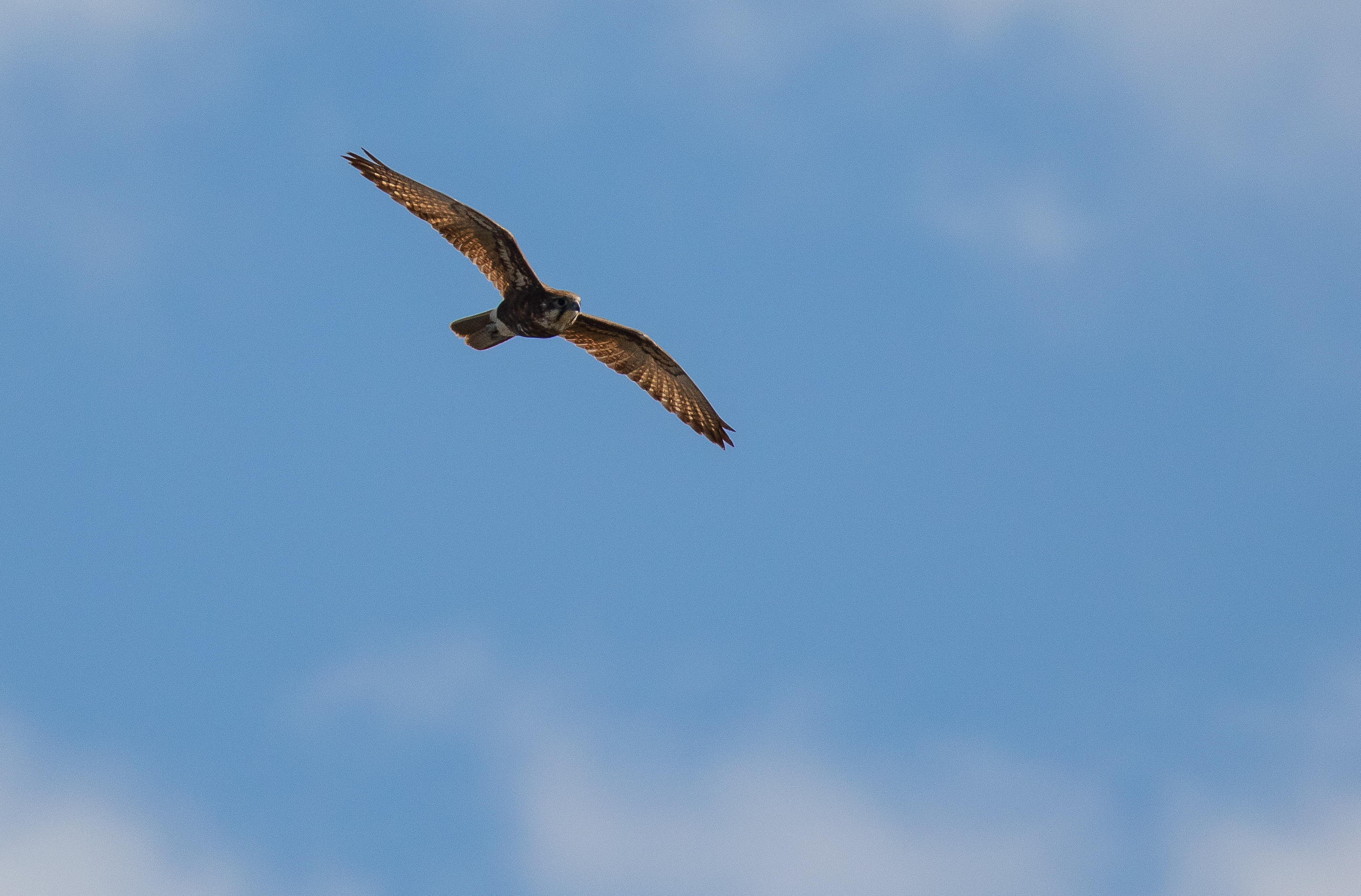 Brown Falcon