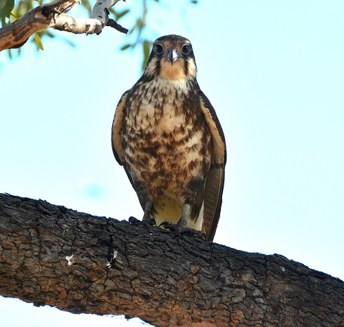 Brown falcon
