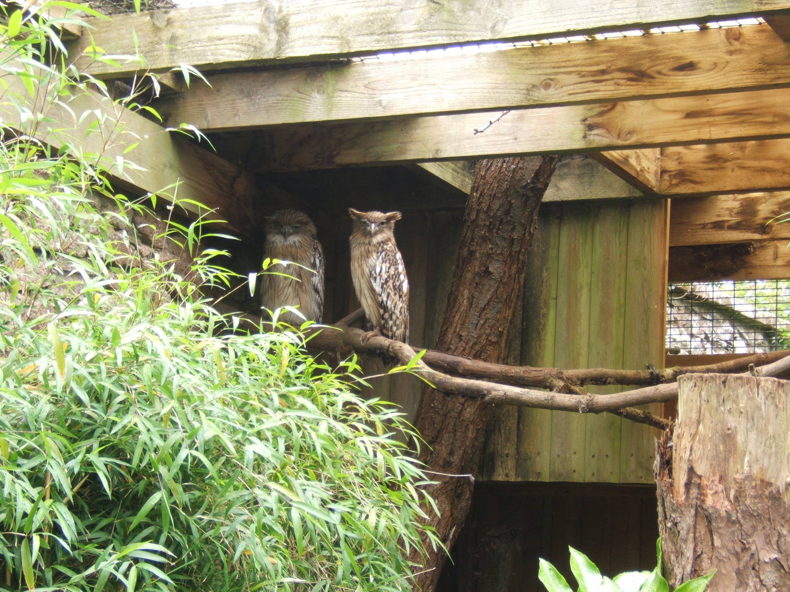 Brown Fish Owl (Bubo zeylonensis)