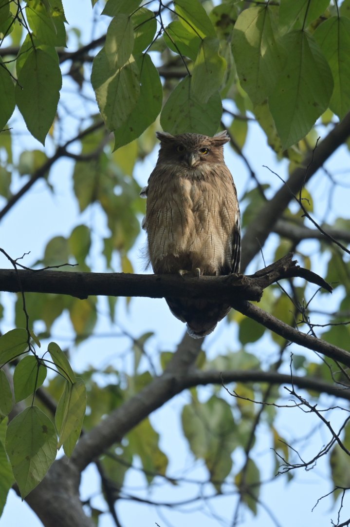 Brown Fish-Owl Ketupa zeylonensis