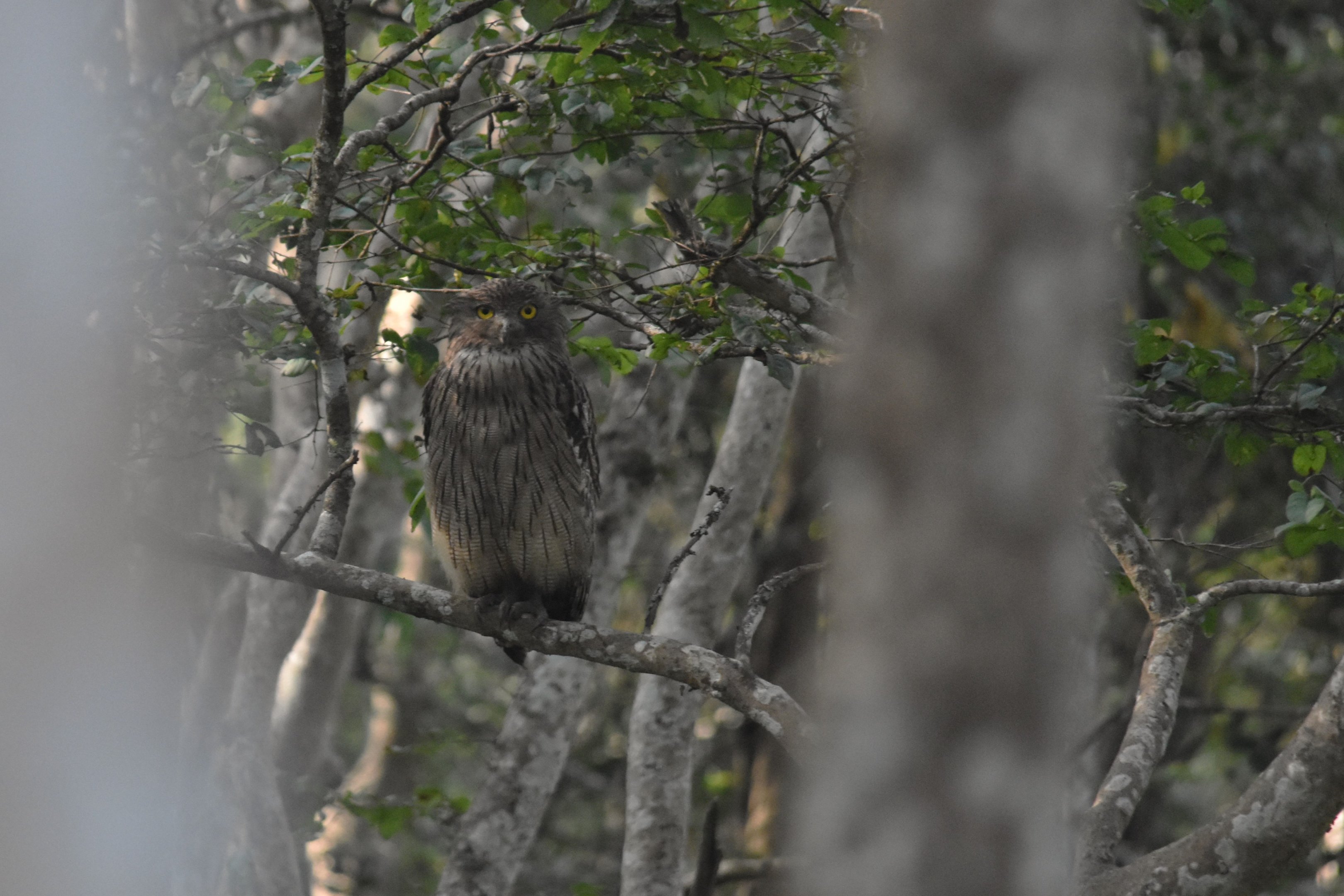 Brown Fish Owl, Nagarahole Tiger Reserve, 22nd November 2024
