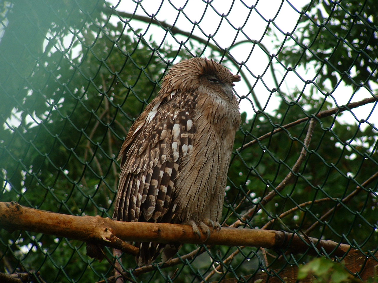 Brown Fish Owl - Sept 2012