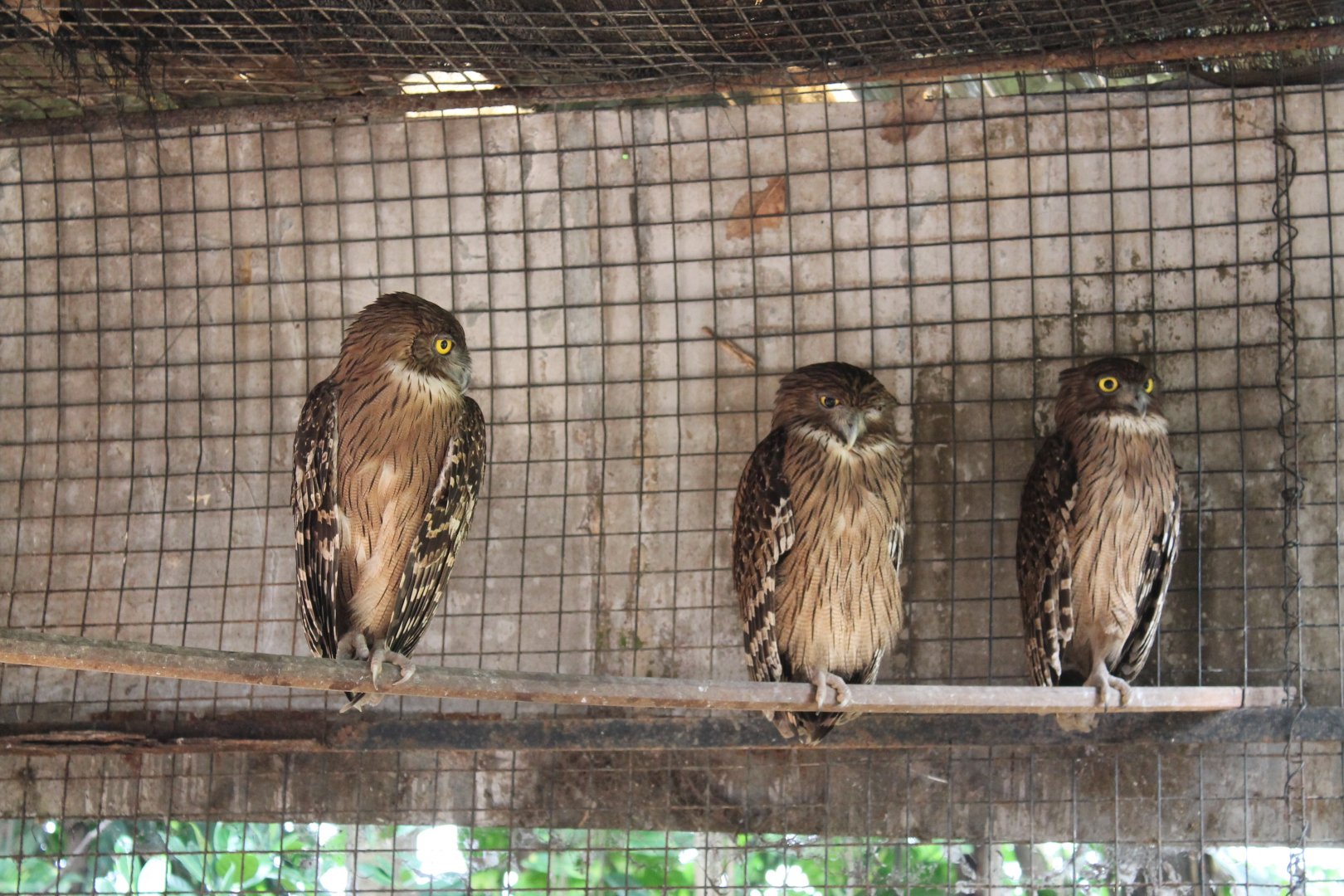 Brown Fish Owls (Ketupa zeylonensis)