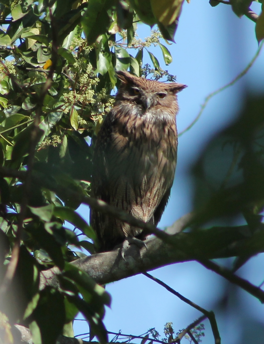 Brown Fishing Owl (Ketupa zeylonensis)