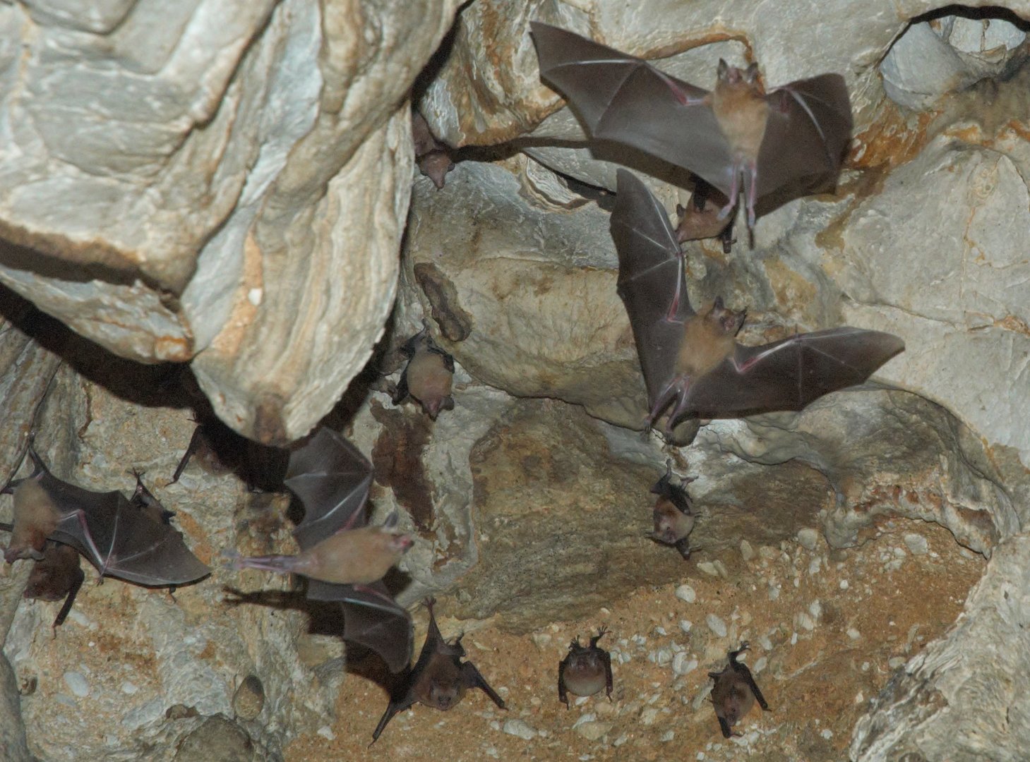 Brown Flower Bat (Erophylla bombifrons)