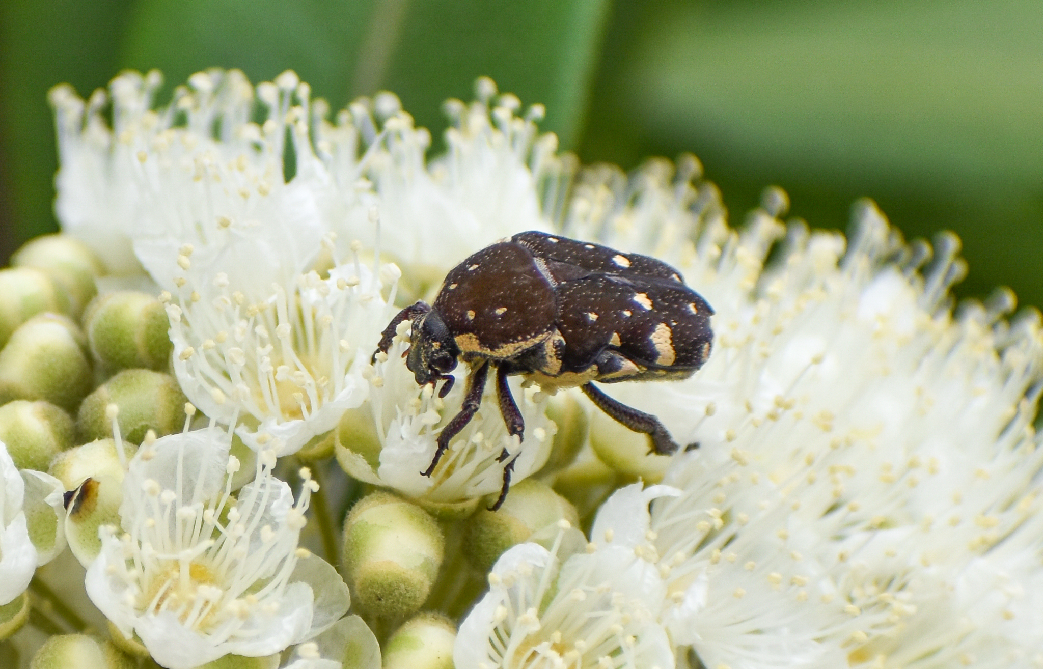 Brown Flower Beetle