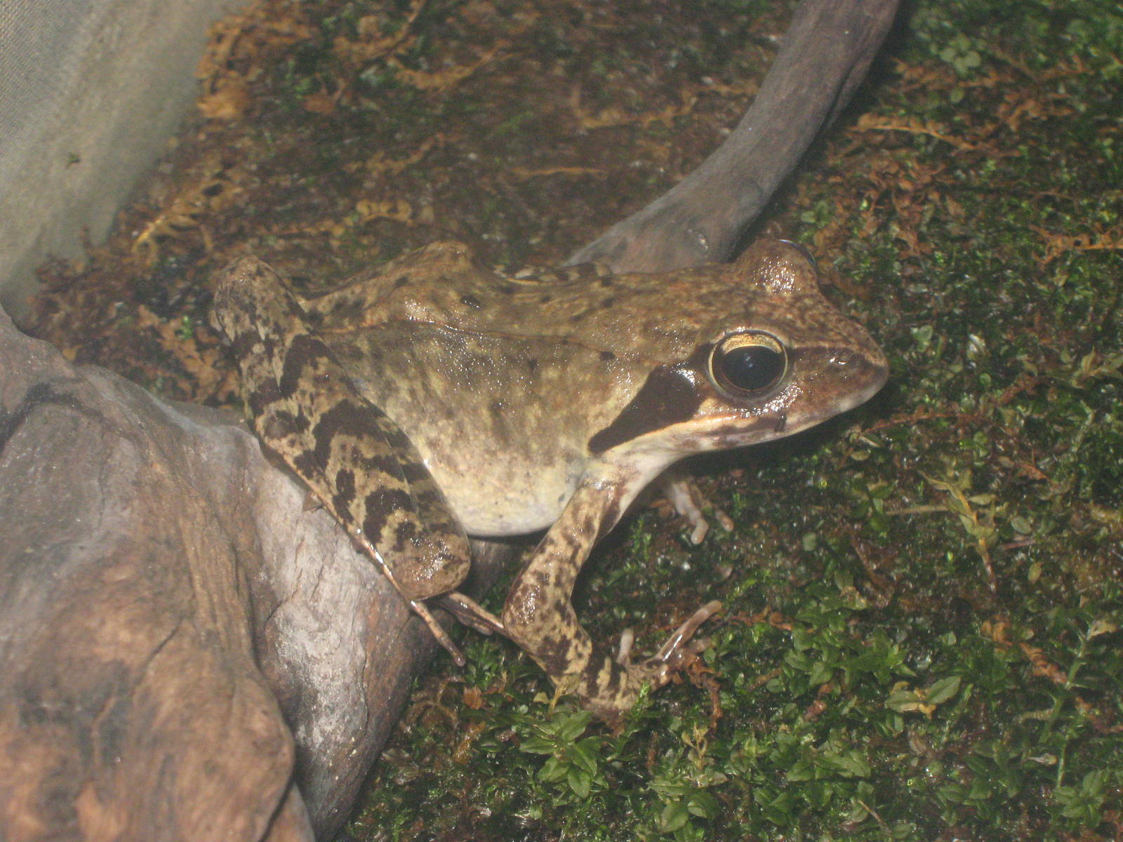 brown frog (Rana dybowskii)