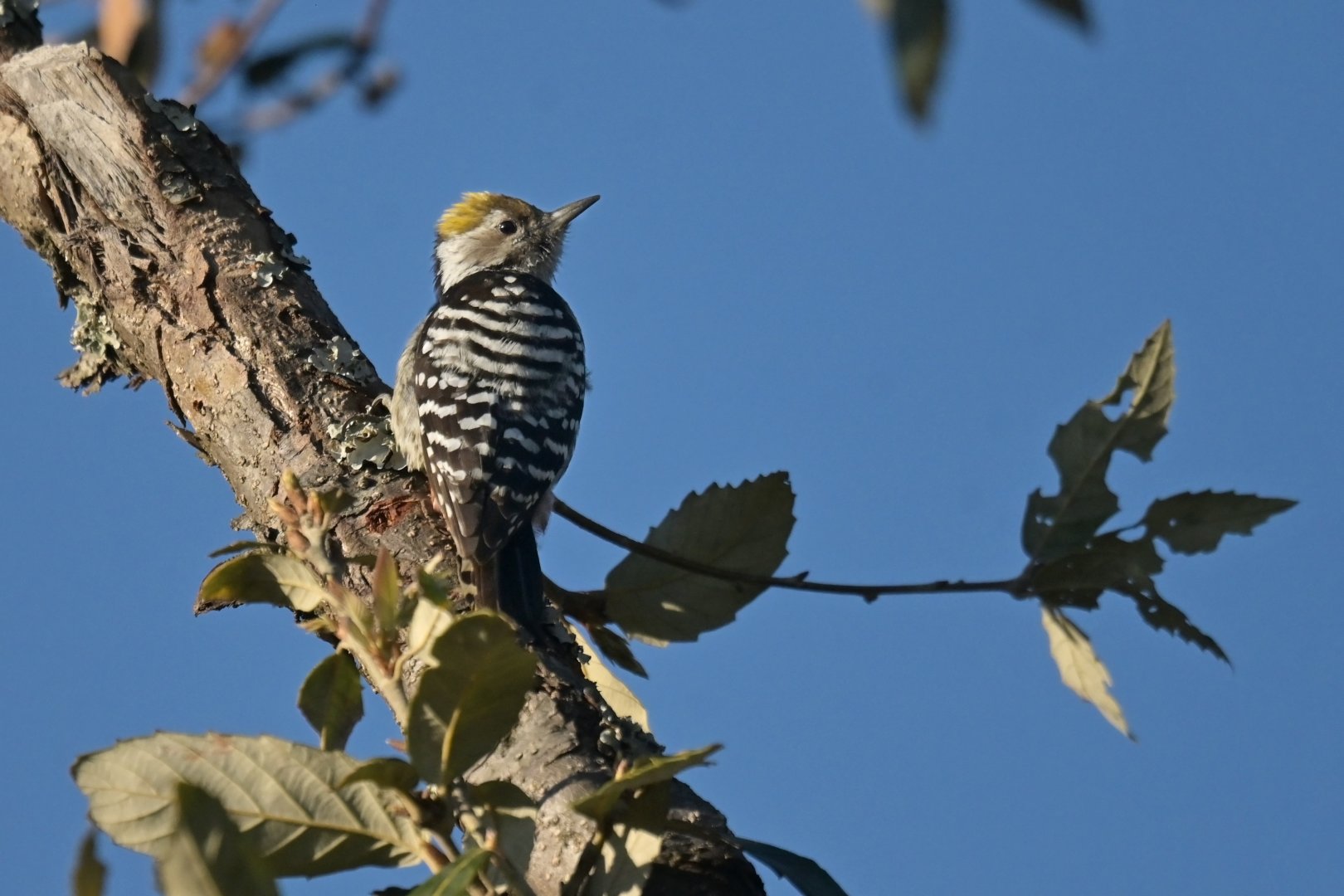 Brown-fronted Woodpecker Dendrocoptes auriceps