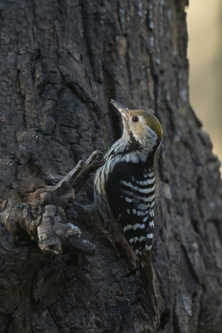 Brown-fronted Woodpecker Dendrocoptes auriceps