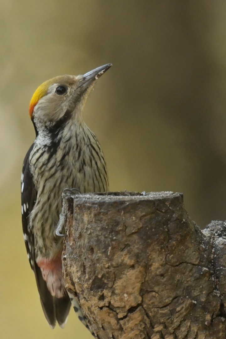 Brown-fronted Woodpecker Dendrocoptes auriceps
