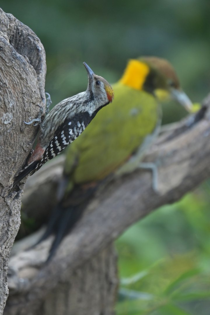 Brown-fronted Woodpecker Dendrocoptes auriceps