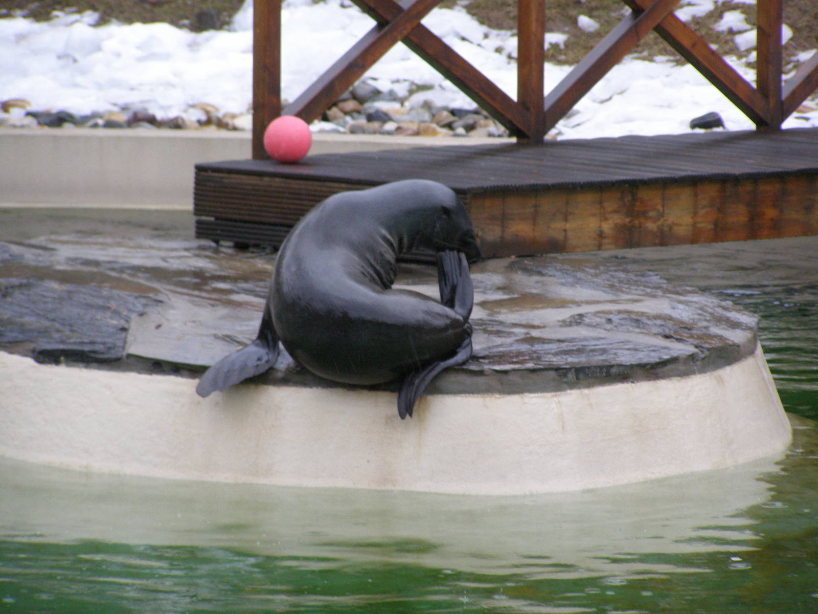 brown fur seal (Arctocephalus pusillus)