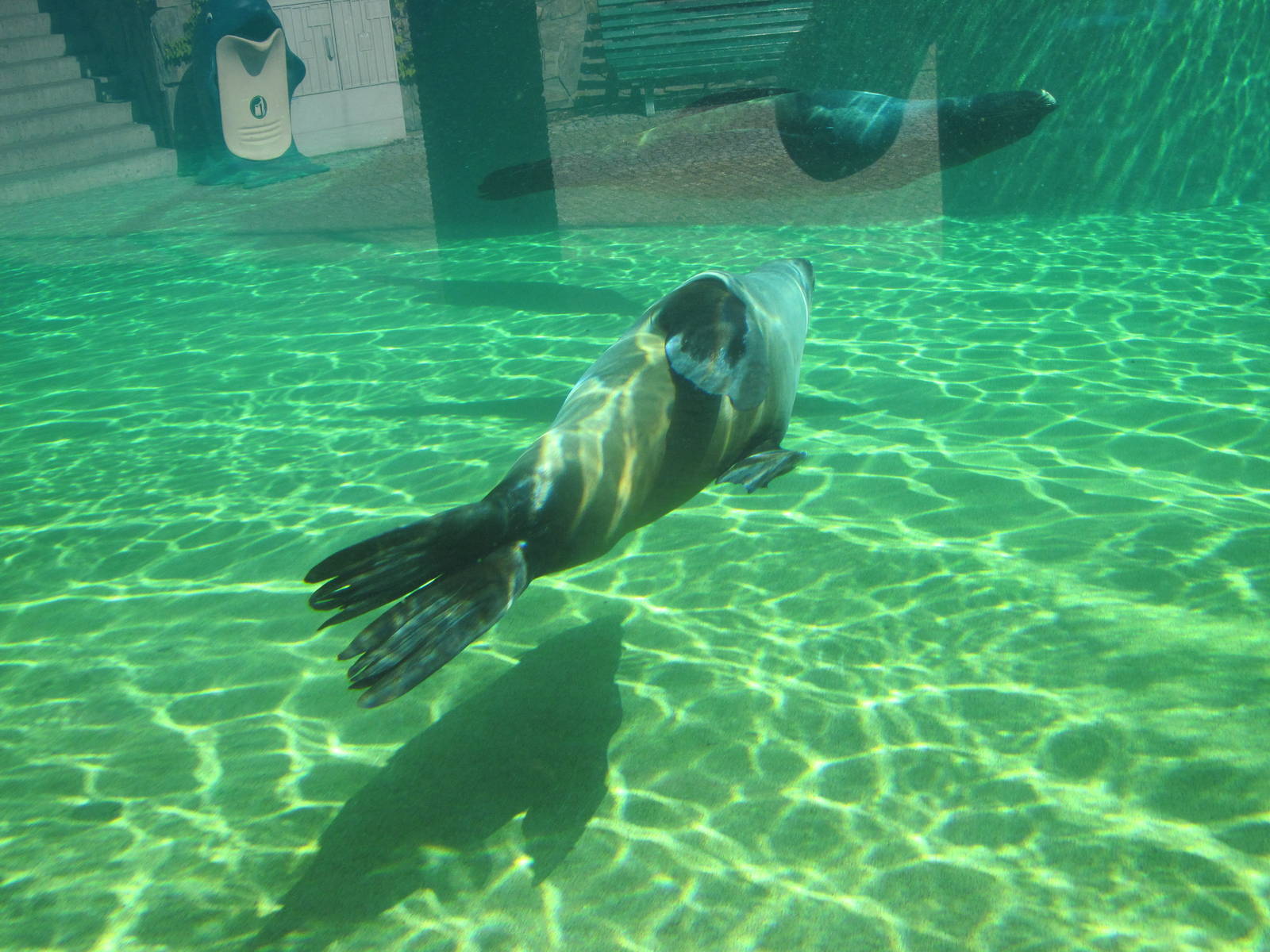 Brown fur seal (Arctocephalus pusillus)