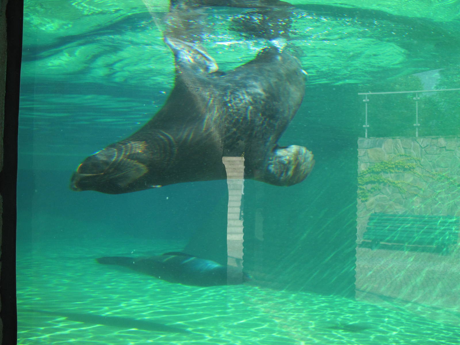 Brown fur seal (Arctocephalus pusillus)