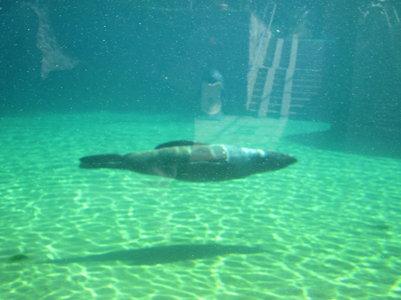 Brown fur seal (Arctocephalus pusillus)
