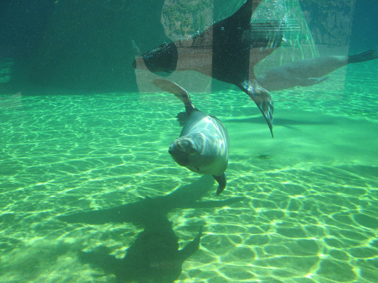 Brown fur seal (Arctocephalus pusillus)
