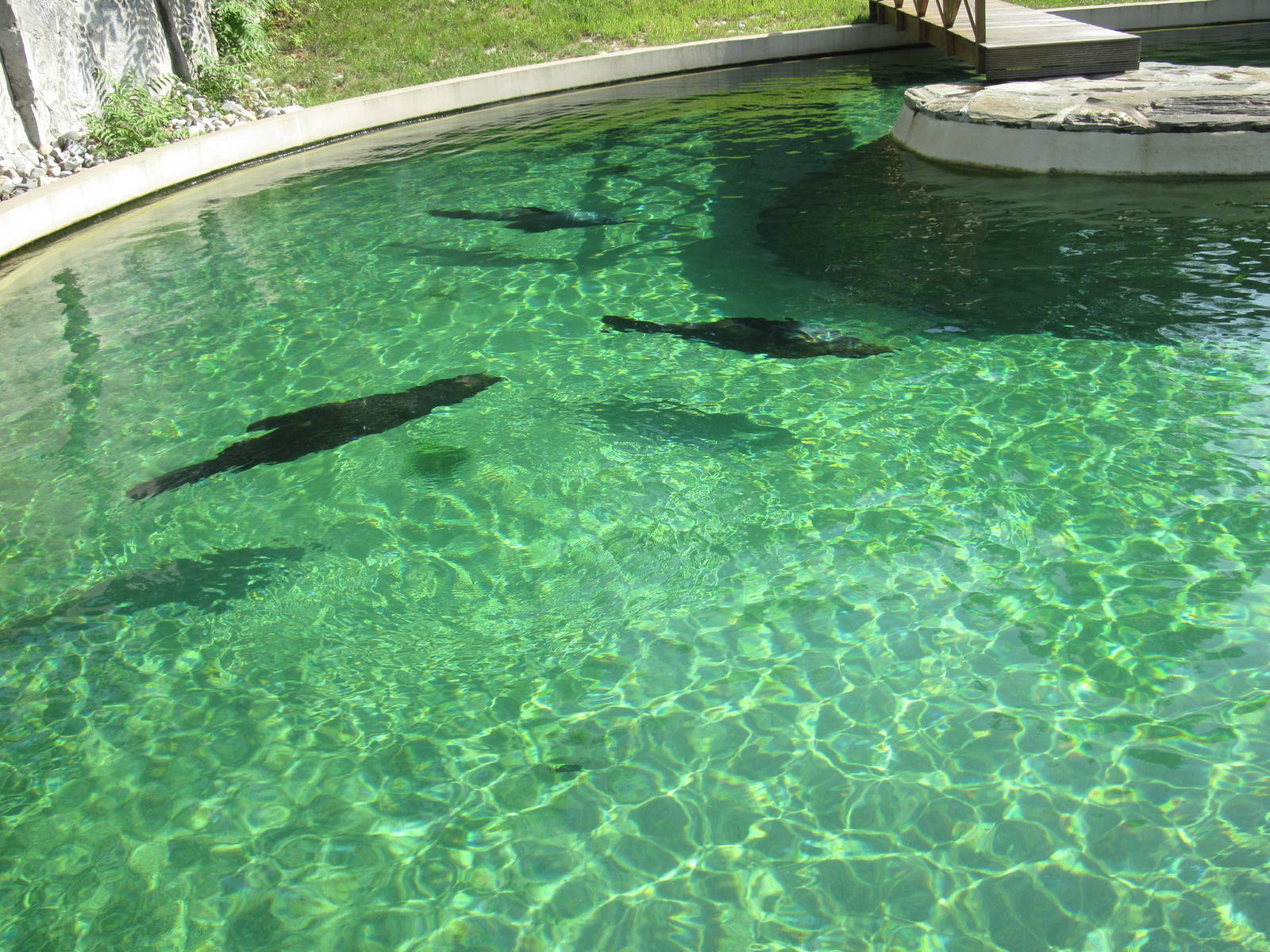 Brown fur seal (Arctocephalus pusillus)
