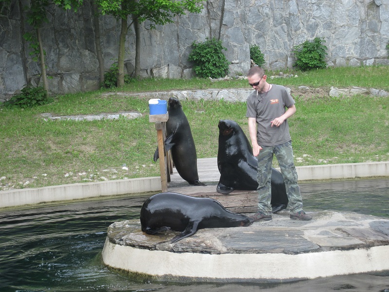 Brown fur seal (Arctocephalus pusillus)