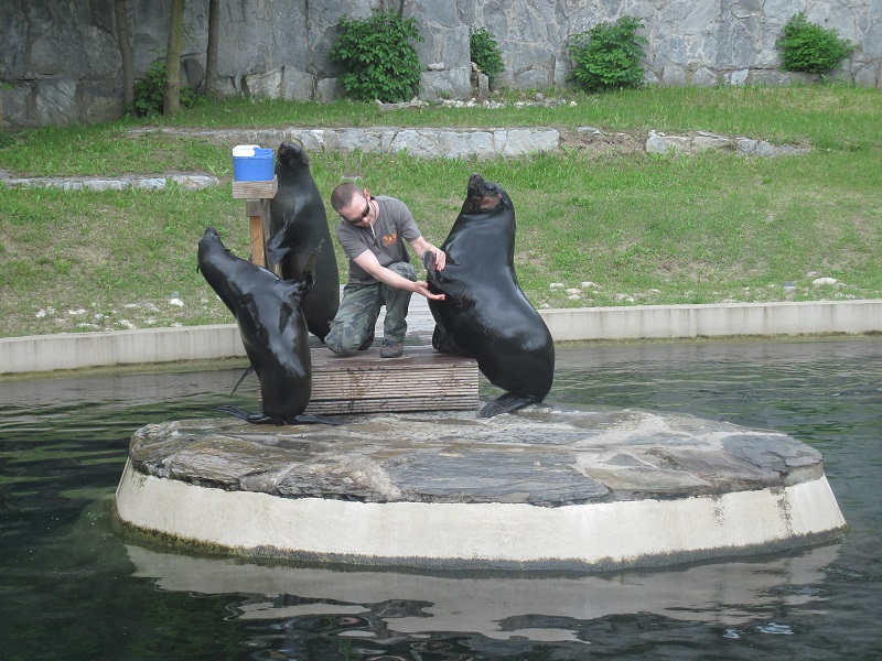 Brown fur seal (Arctocephalus pusillus)