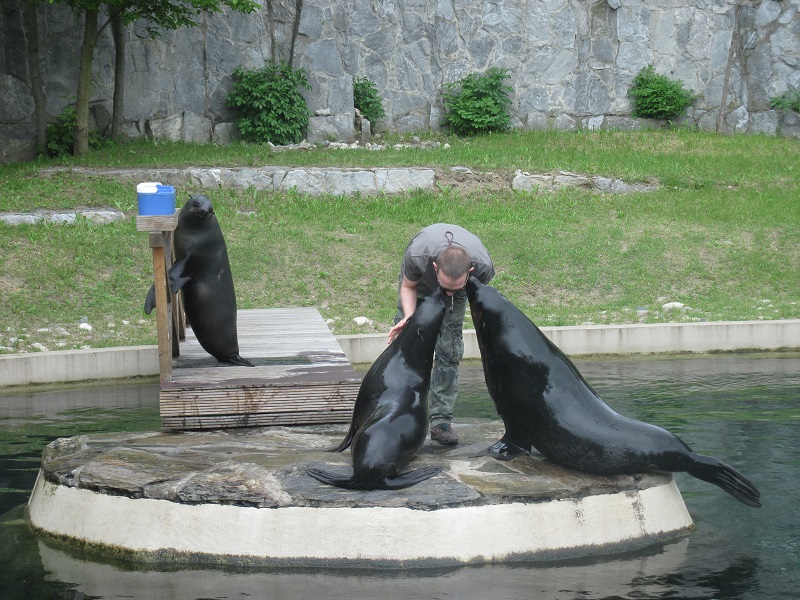 Brown fur seal (Arctocephalus pusillus)
