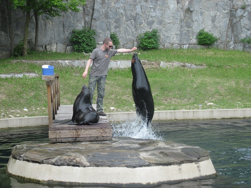 Brown fur seal (Arctocephalus pusillus)